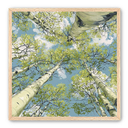 Aspen Canopy I