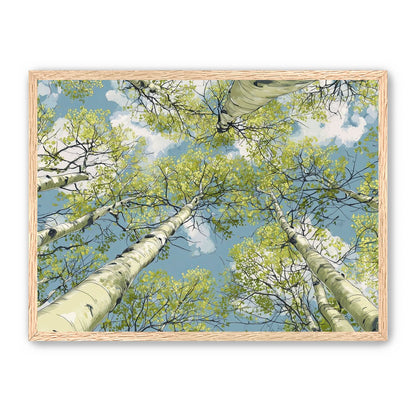 Aspen Canopy I