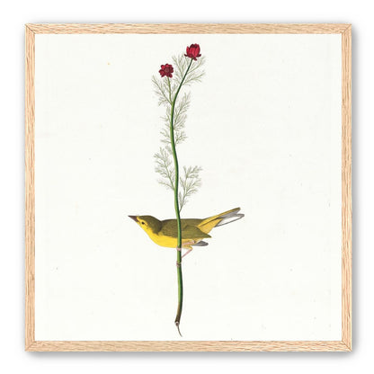 A yellow bird beneath red blooms