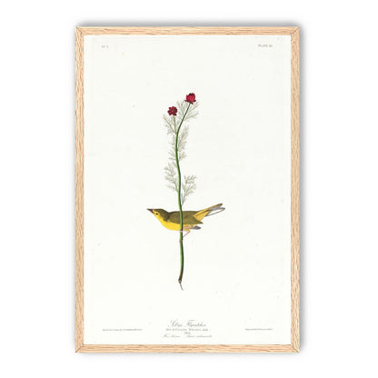 A yellow bird beneath red blooms