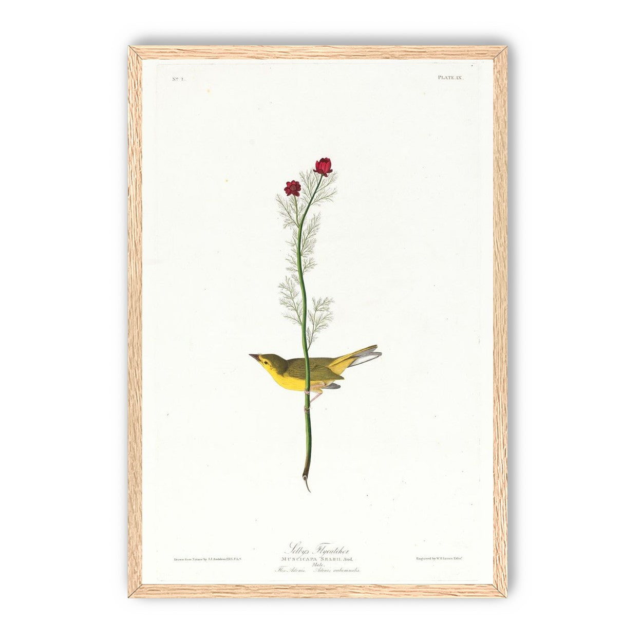 A yellow bird beneath red blooms
