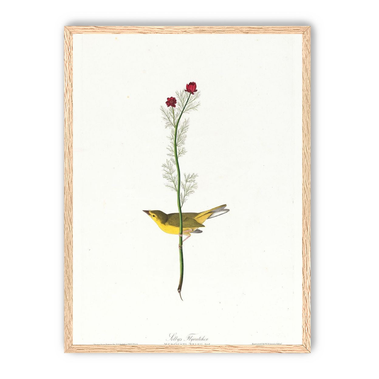 A yellow bird beneath red blooms