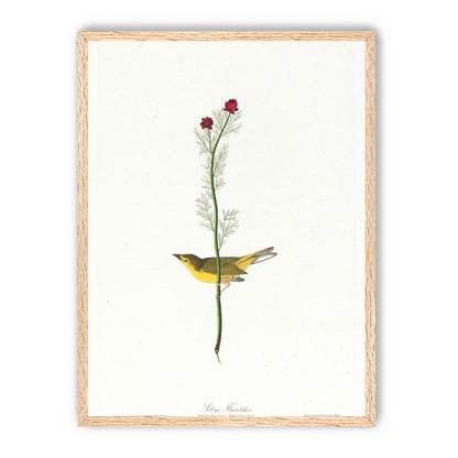 A yellow bird beneath red blooms