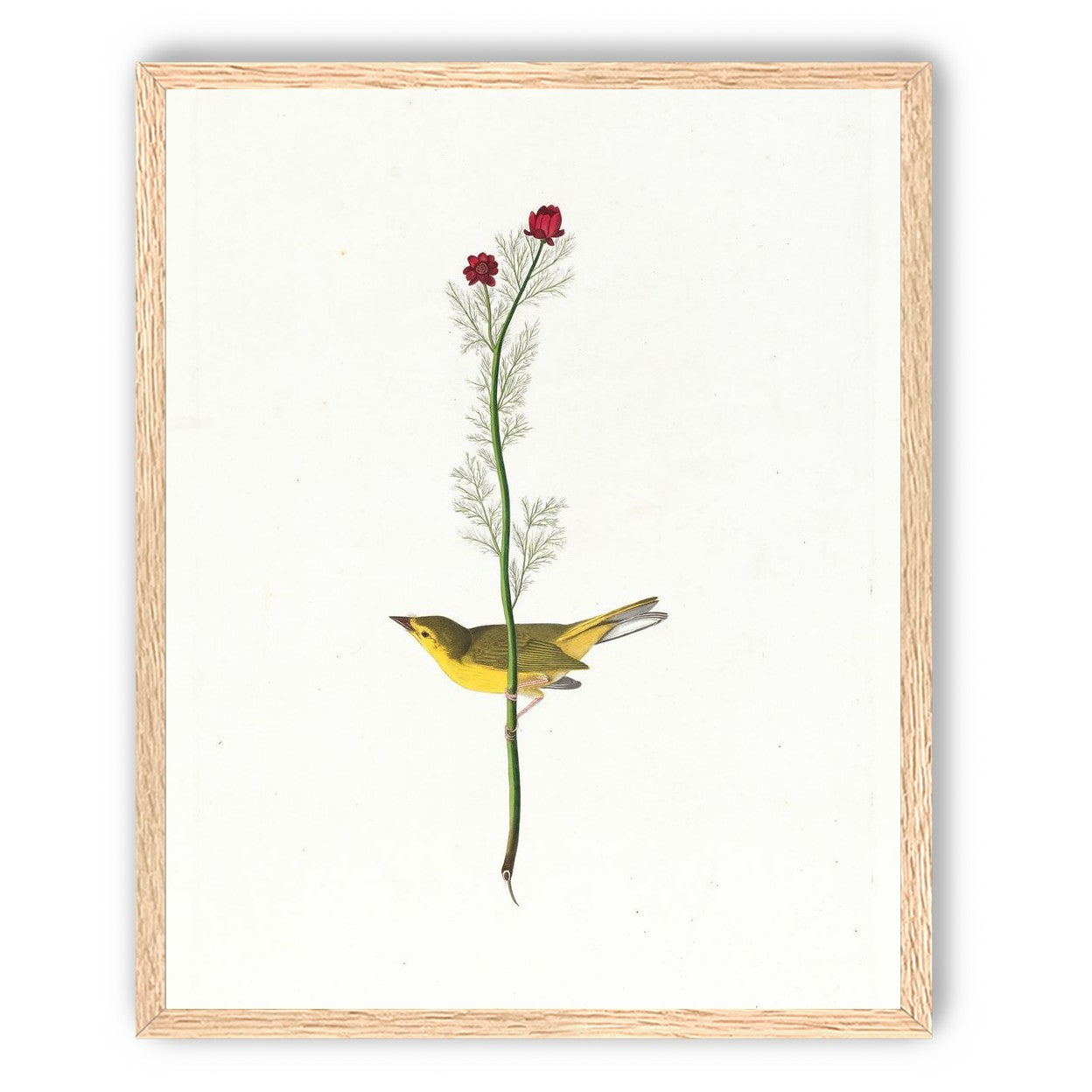 A yellow bird beneath red blooms