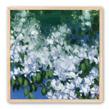White blossoms over blue shade