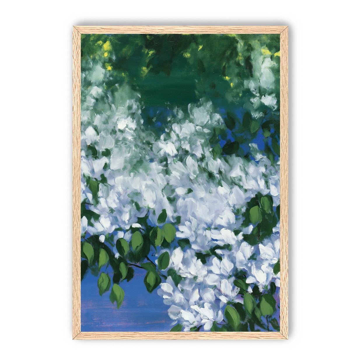 White blossoms over blue shade