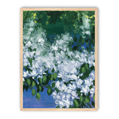 White blossoms over blue shade