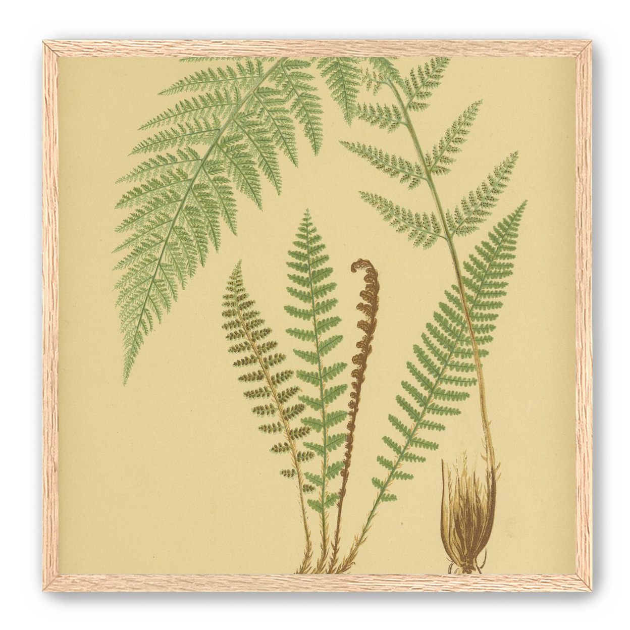Fern fronds on tan paper