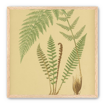 Fern fronds on tan paper