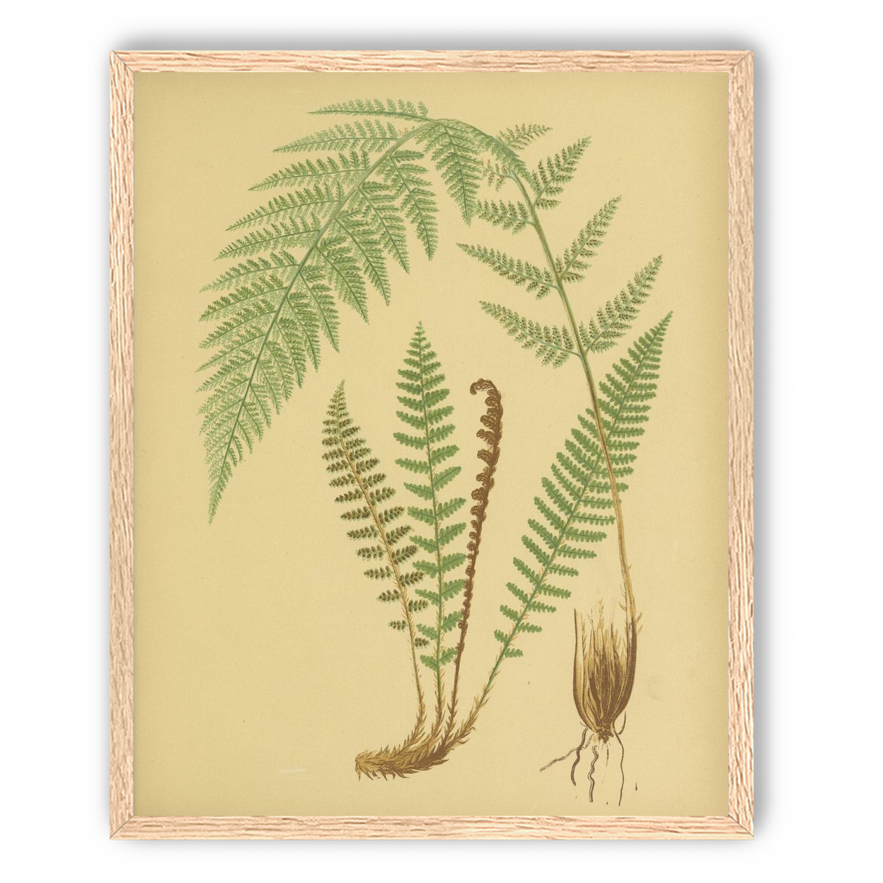 Fern fronds on tan paper