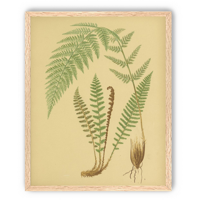 Fern fronds on tan paper