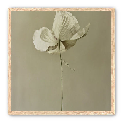 Ivory bloom in gray air