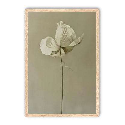 Ivory bloom in gray air