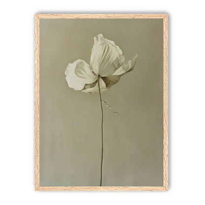 Ivory bloom in gray air