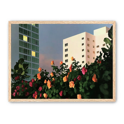 Roses below lit windows