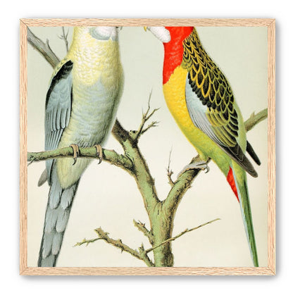 Beaks across the branch