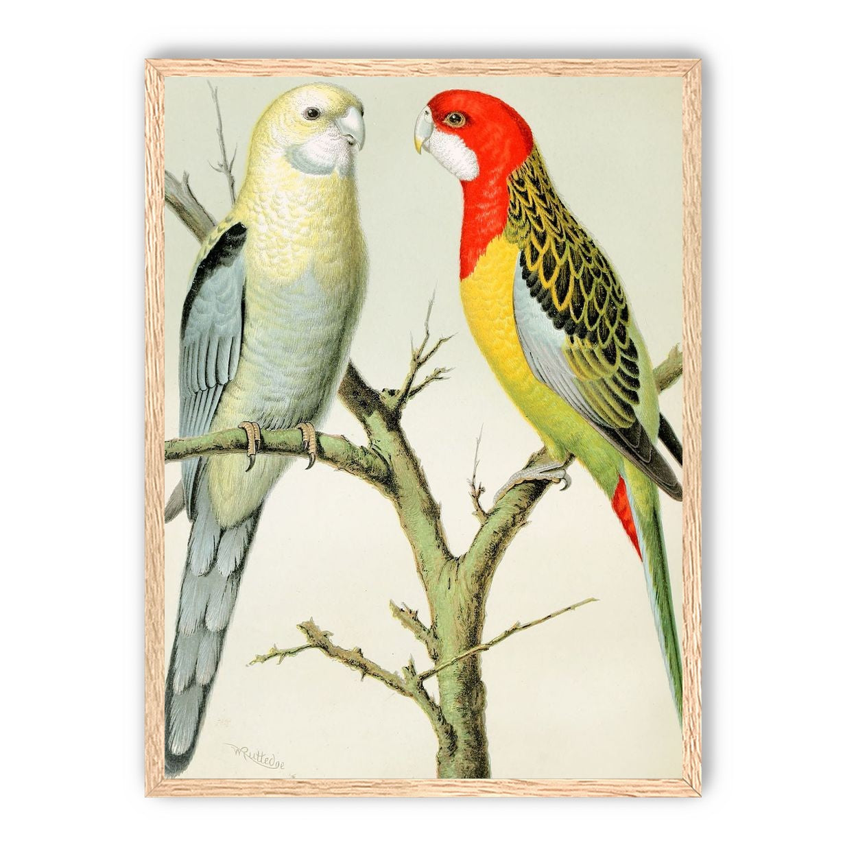 Beaks across the branch