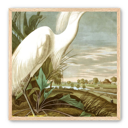 White Egret