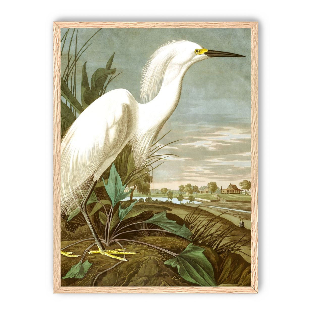 White Egret