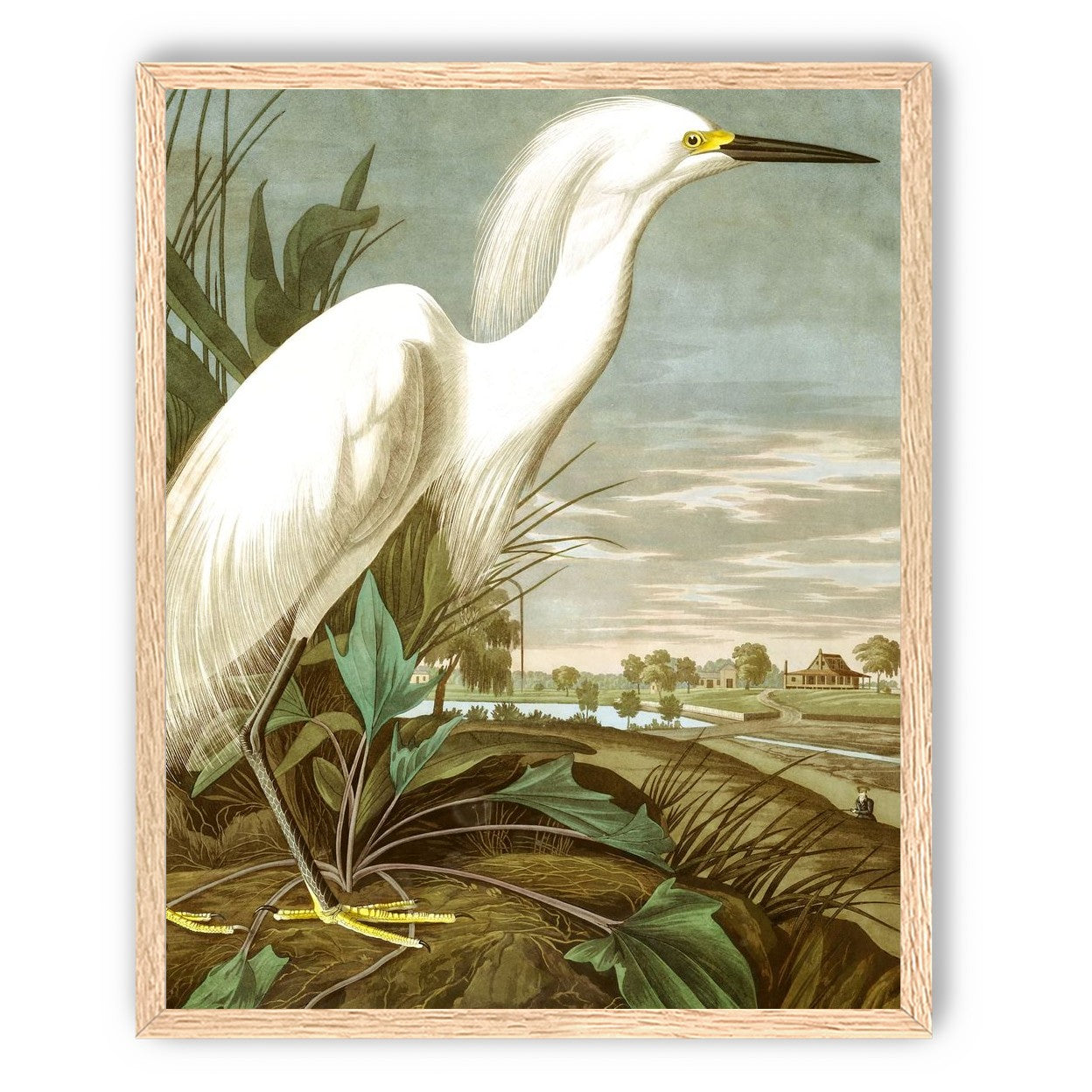 White Egret