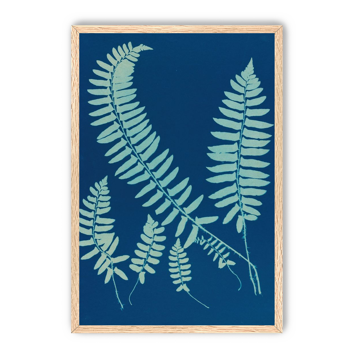Fern shadows in blue