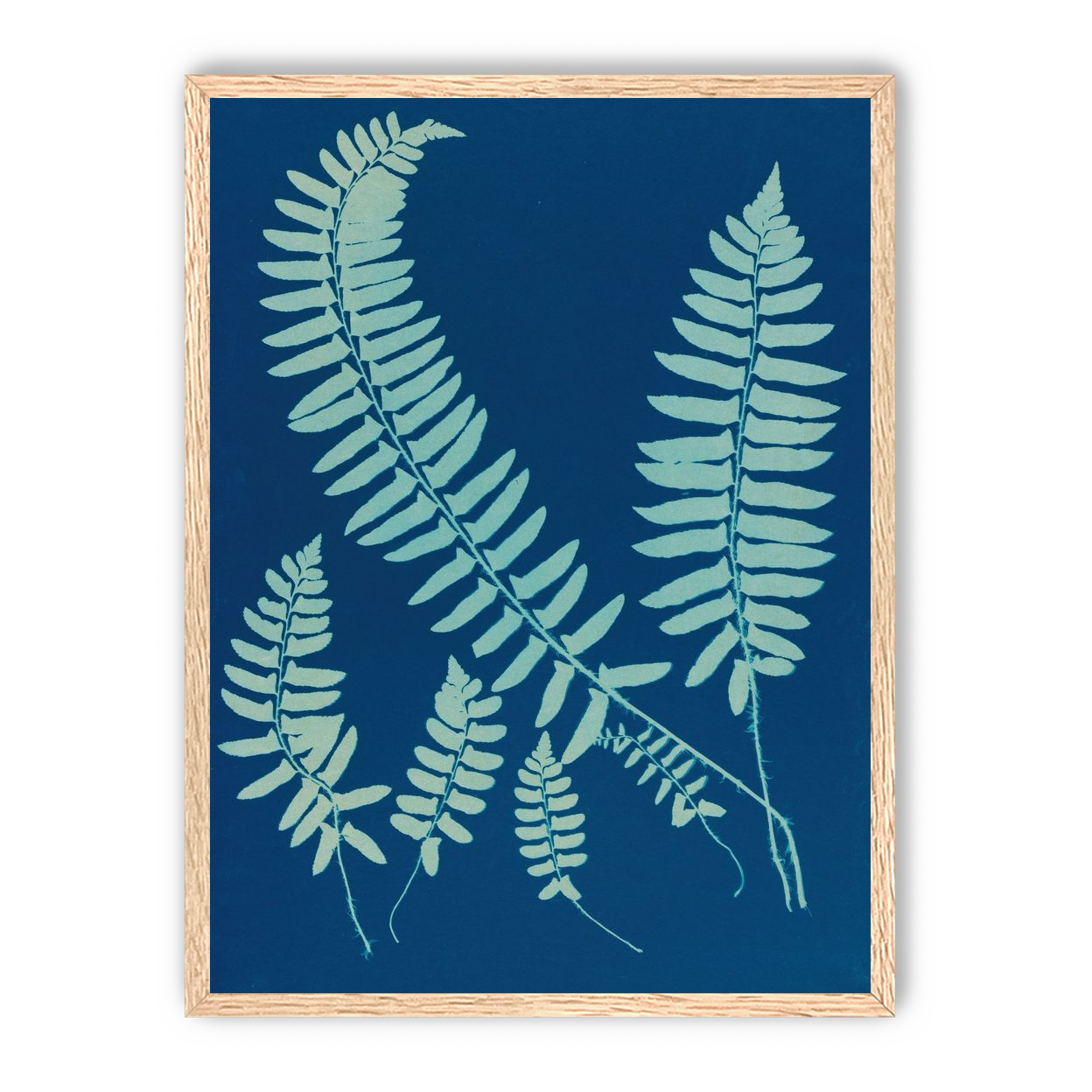 Fern shadows in blue
