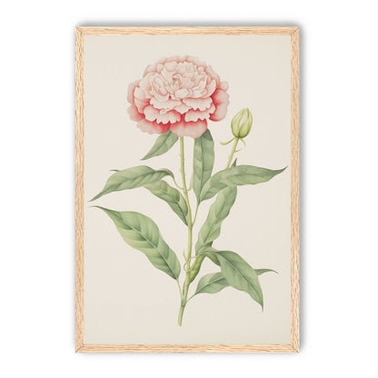 Delicate Blush