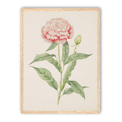Delicate Blush