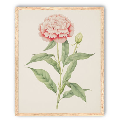 Delicate Blush