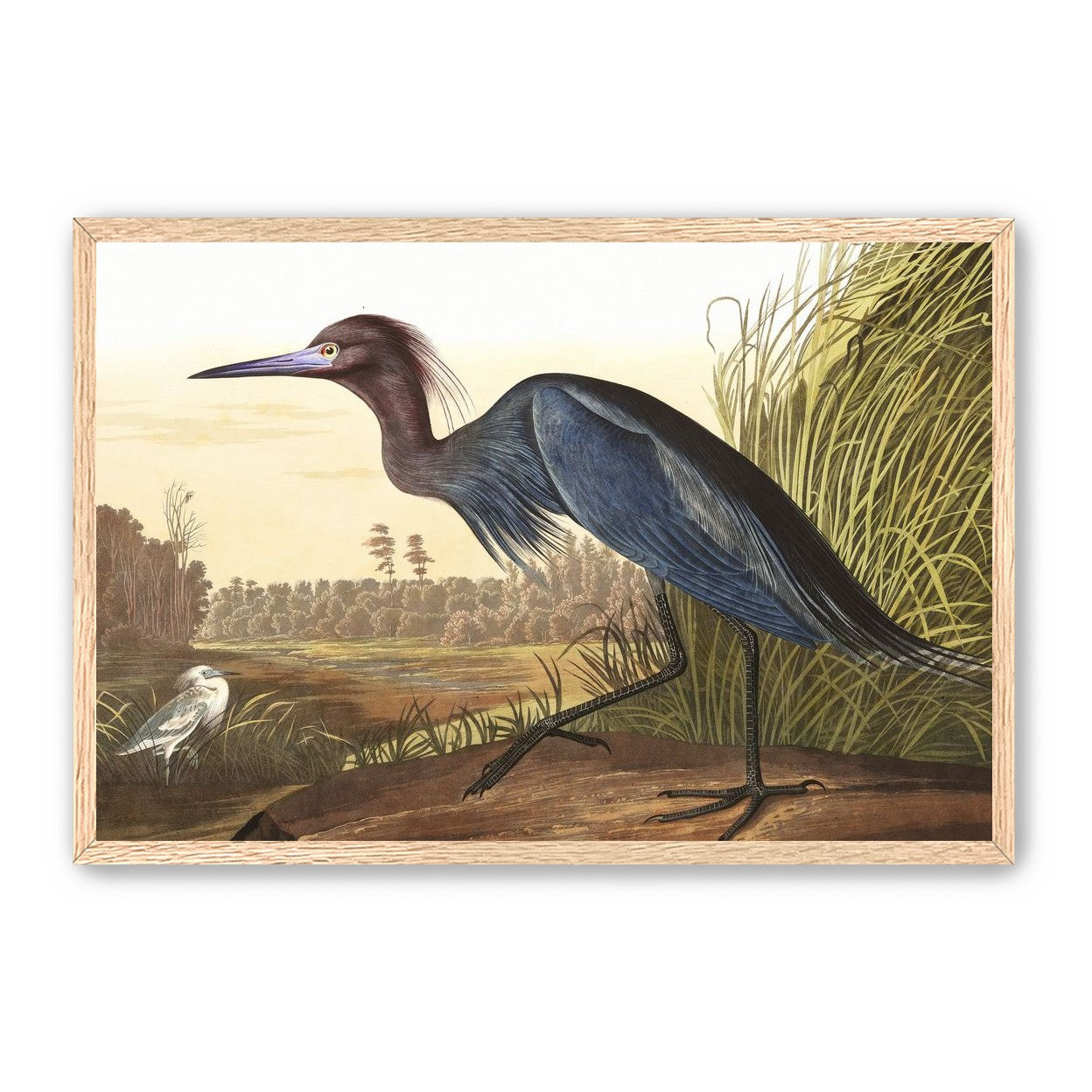 Great Blue Heron