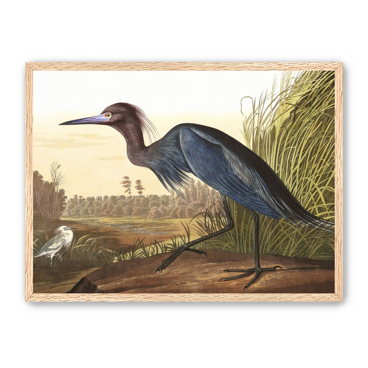 Great Blue Heron