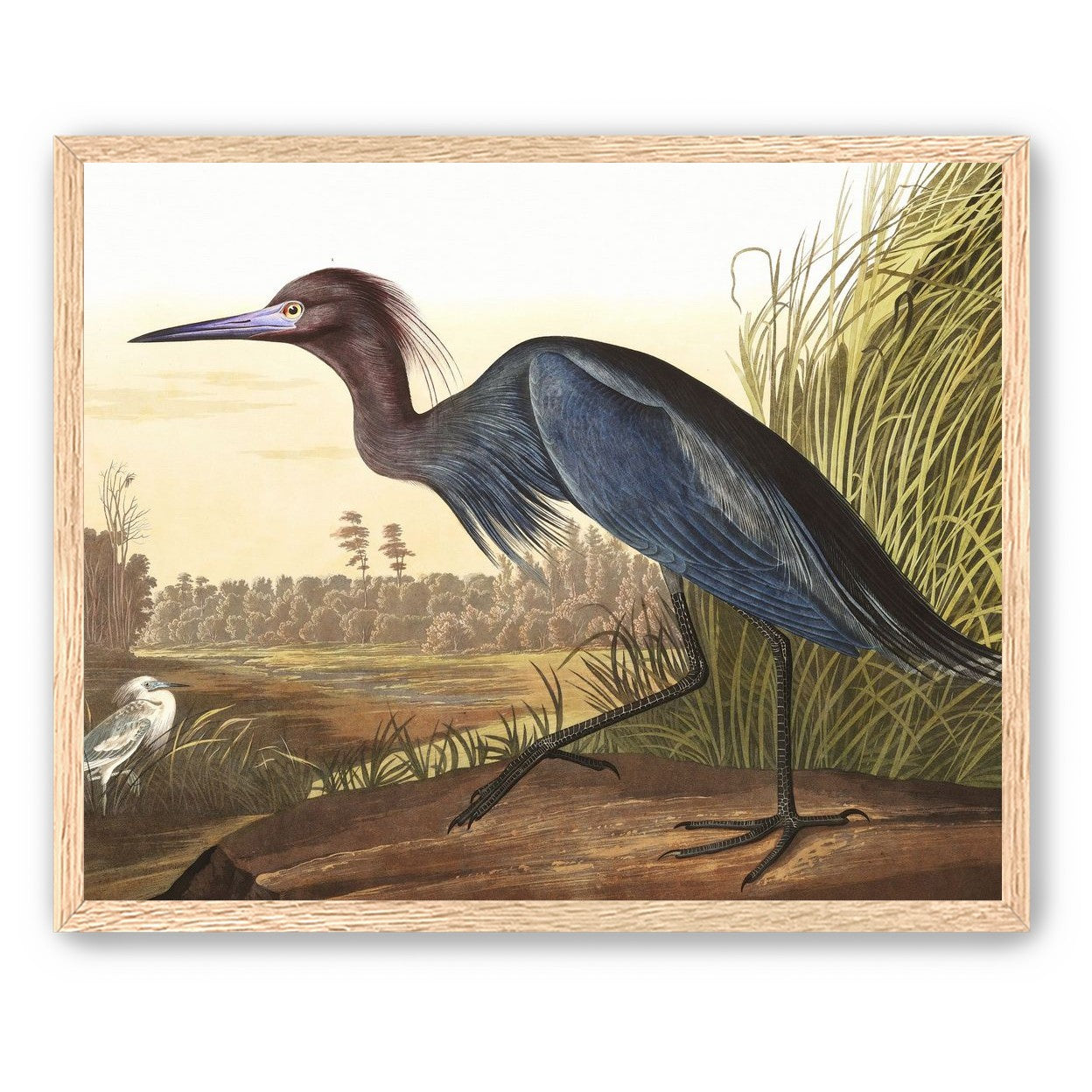 Great Blue Heron