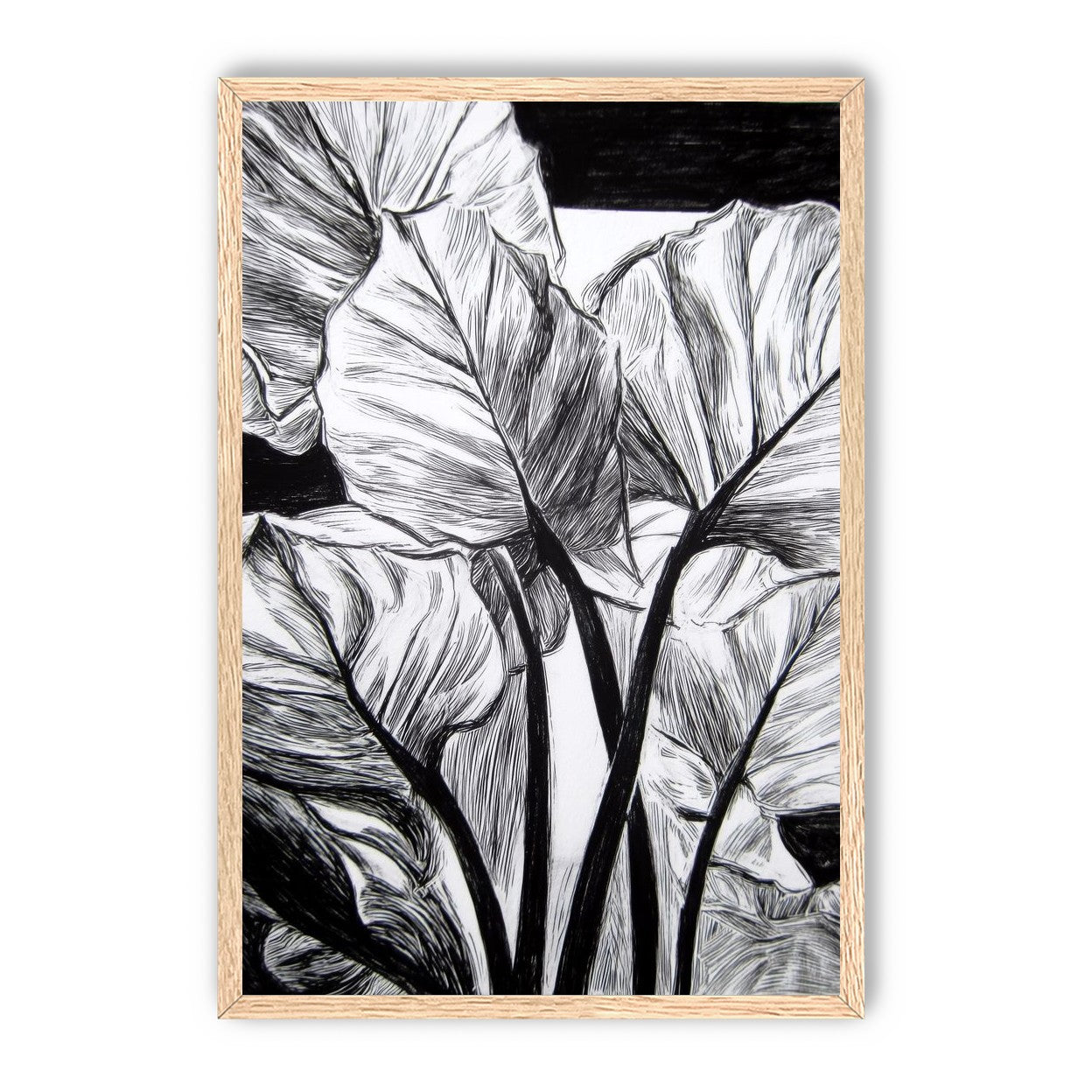 Overlapping Leaves on Dark Ground