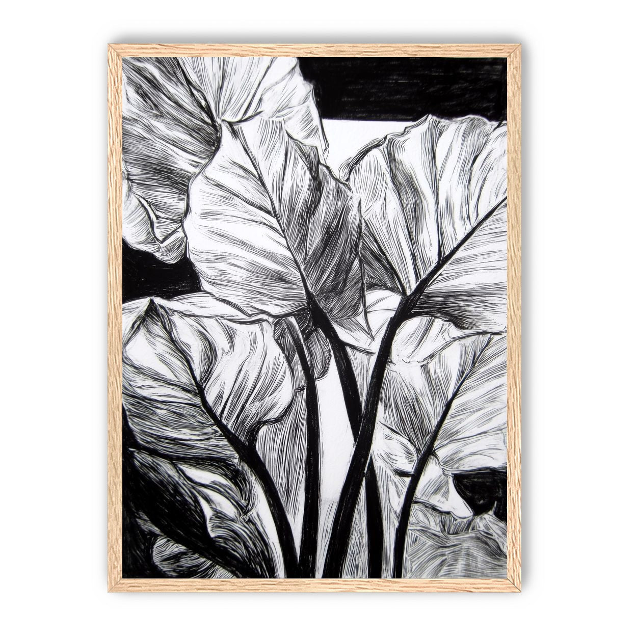 Overlapping Leaves on Dark Ground