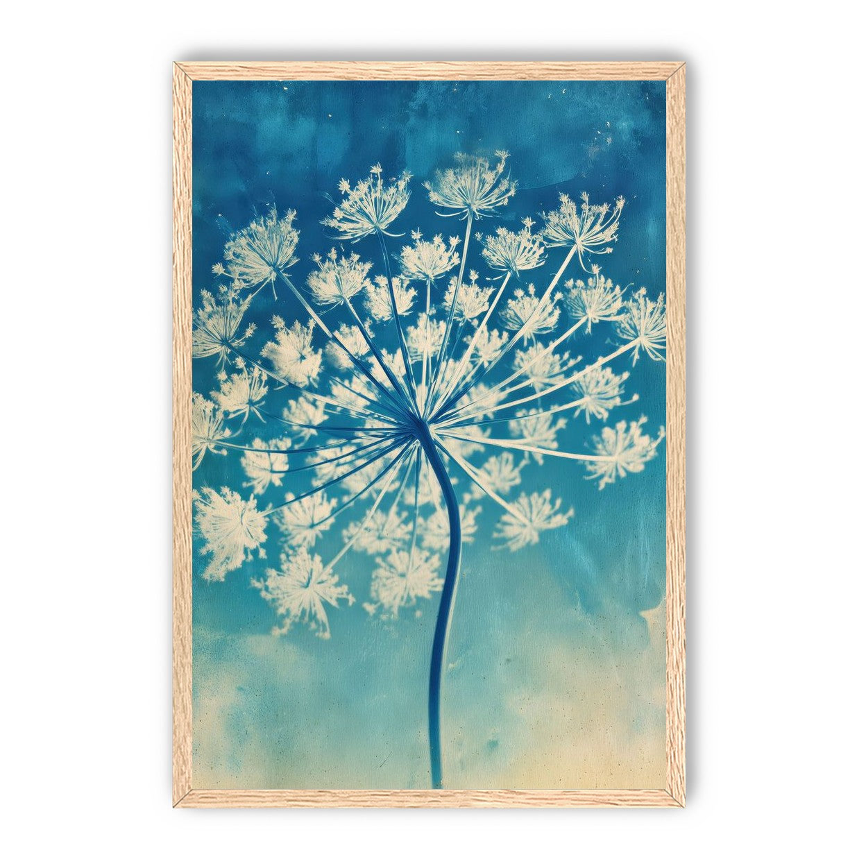 Laceflower Bloom
