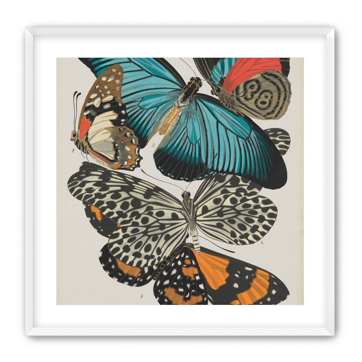 Turquoise wings over orange velvet