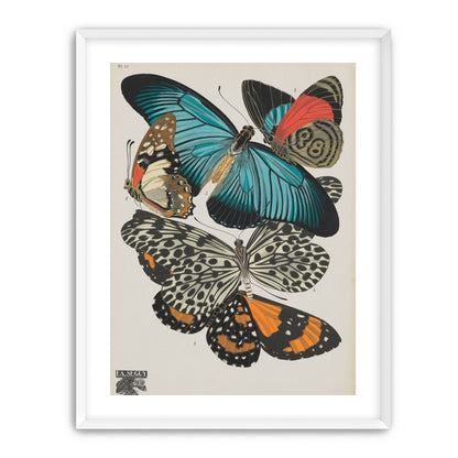 Turquoise wings over orange velvet