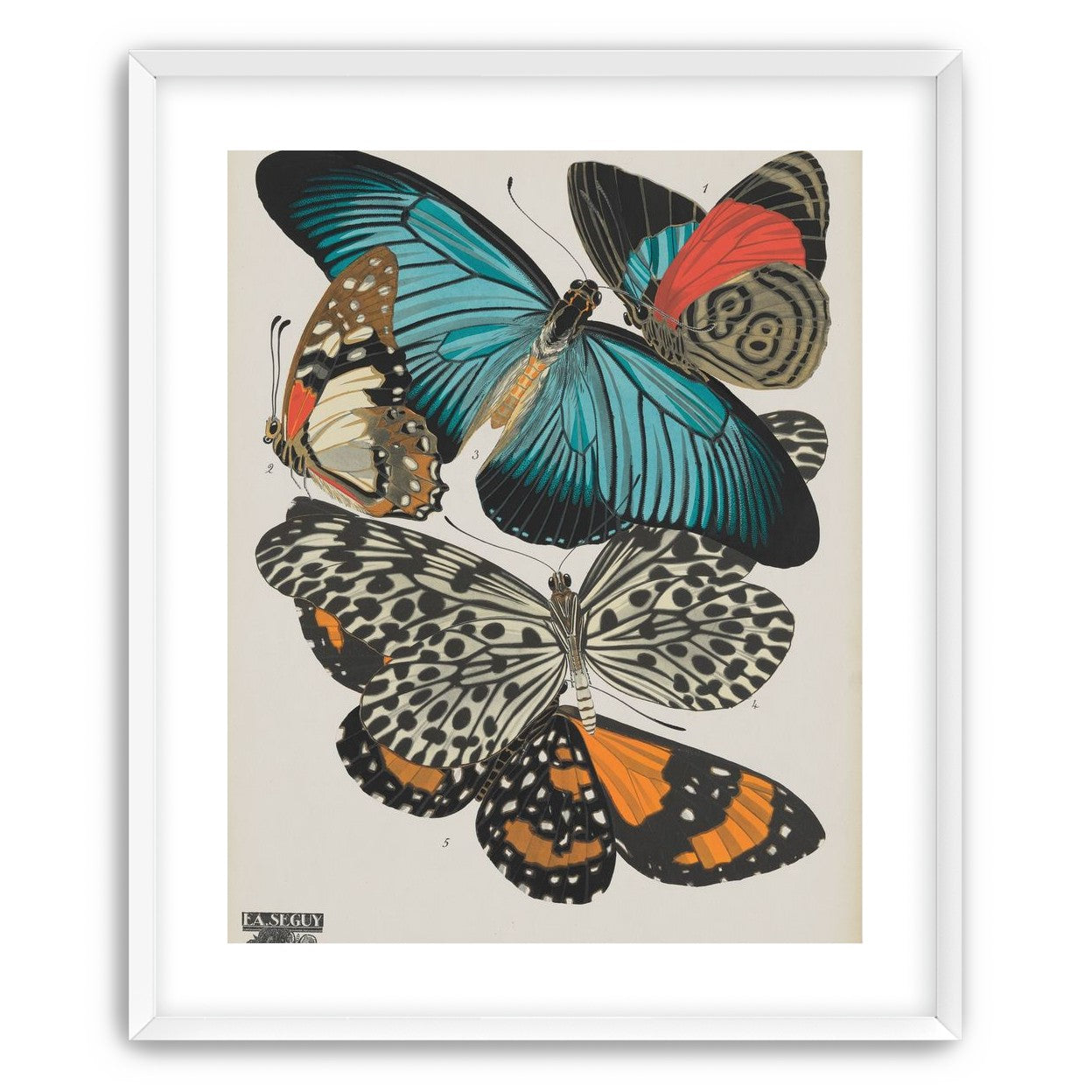 Turquoise wings over orange velvet