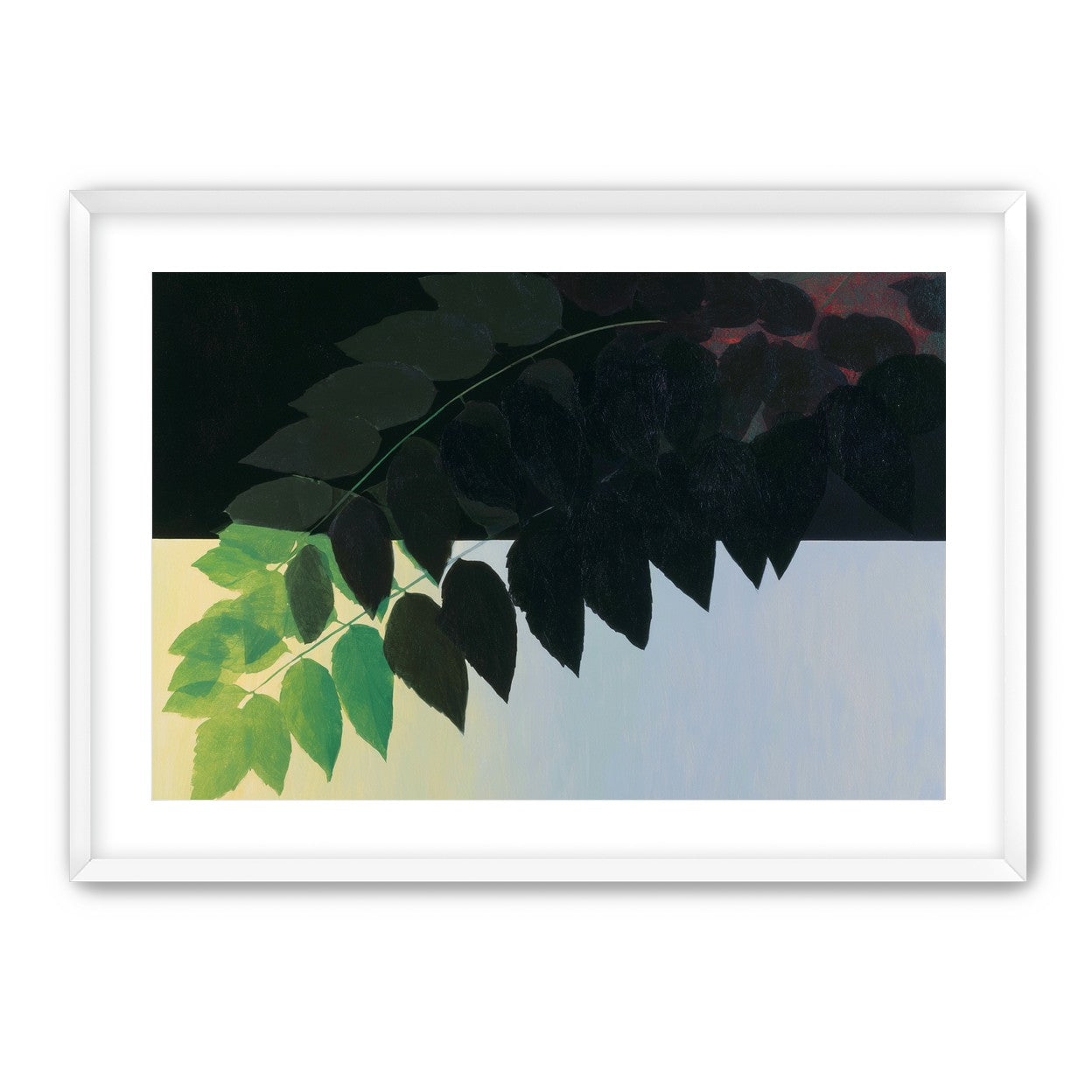 Leaves crossing into shadow