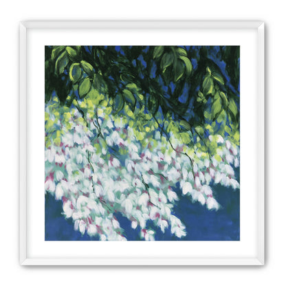White blossoms in blue shade