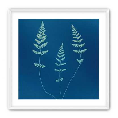 Three ferns in blue