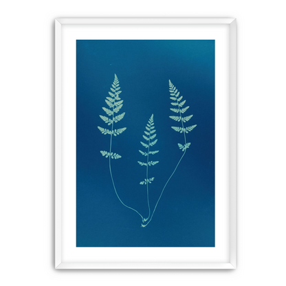 Three ferns in blue