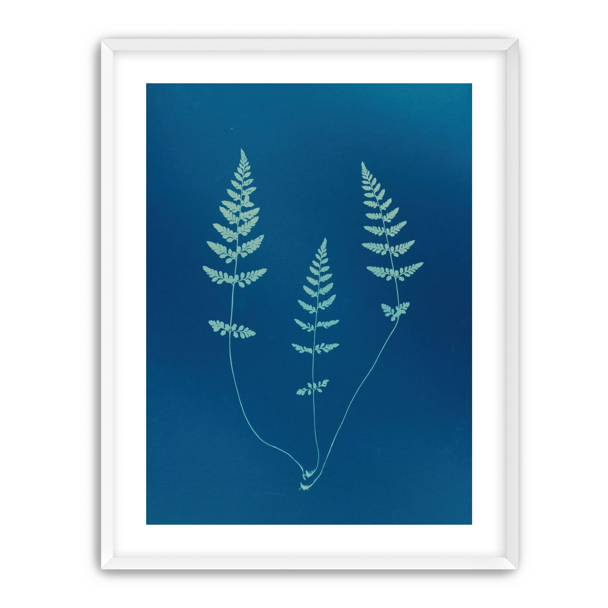 Three ferns in blue
