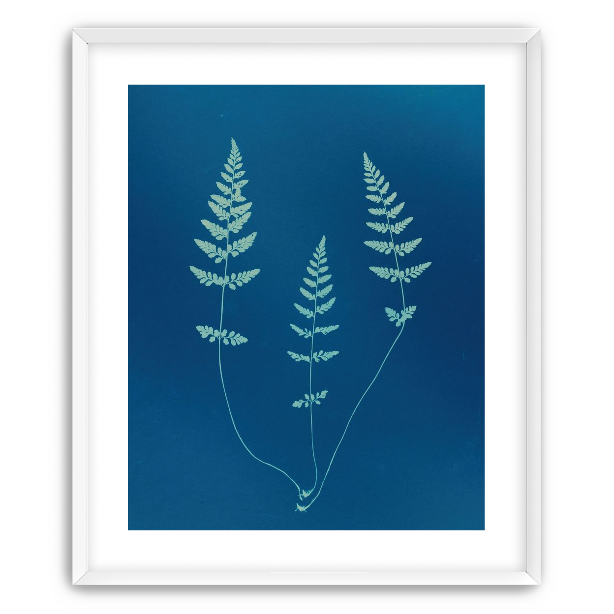 Three ferns in blue