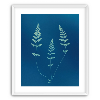 Three ferns in blue