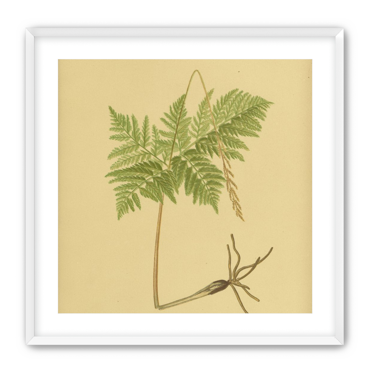 Fern fronds above bare roots