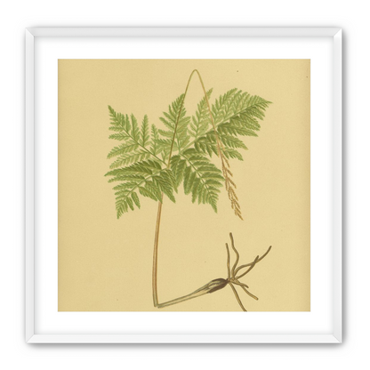 Fern fronds above bare roots