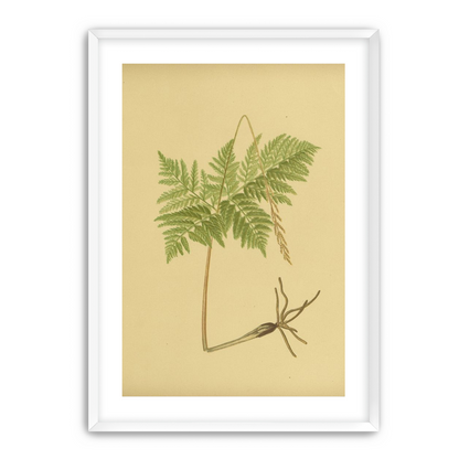 Fern fronds above bare roots