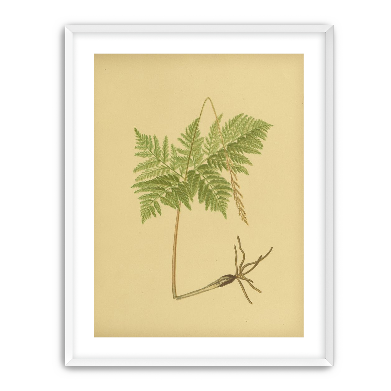 Fern fronds above bare roots