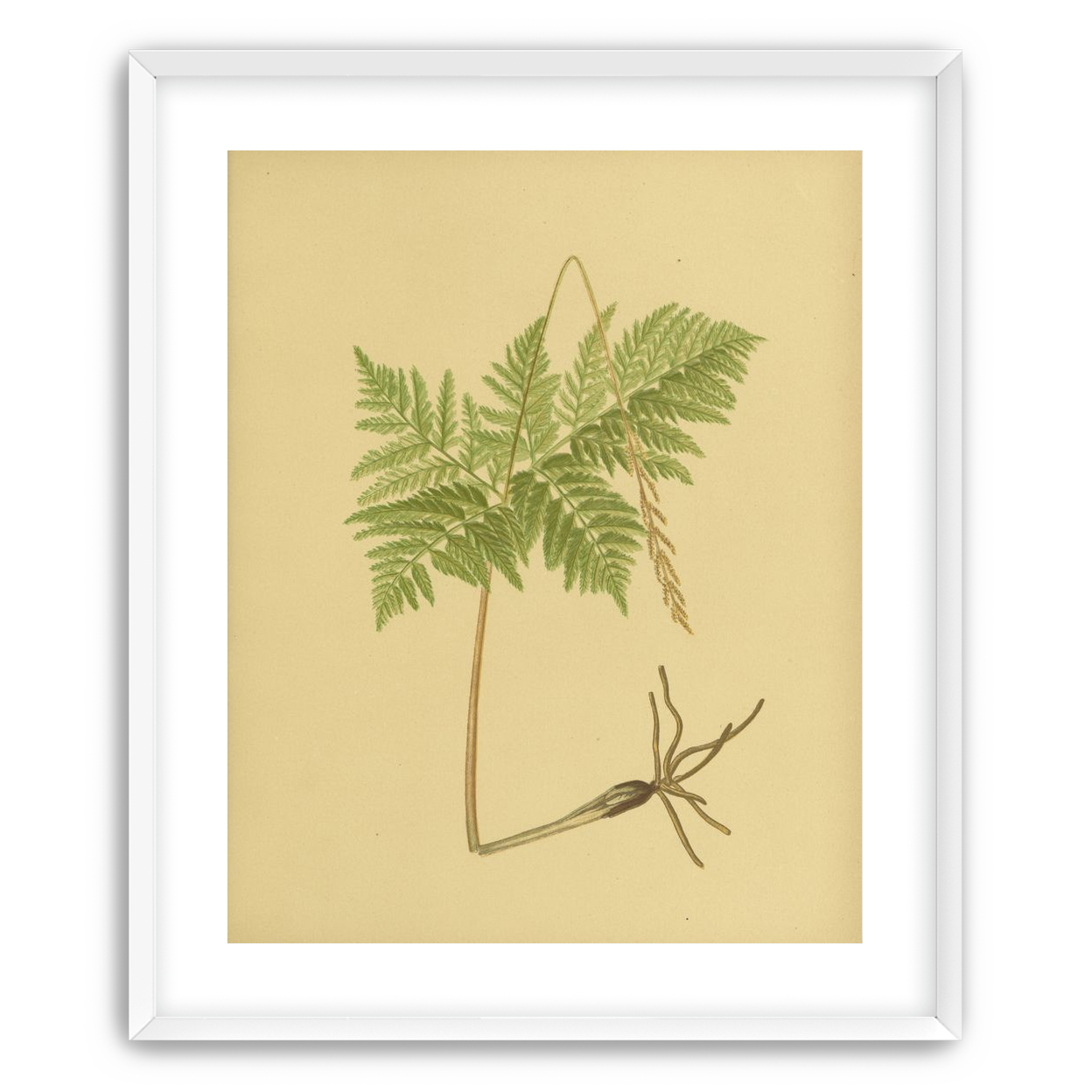 Fern fronds above bare roots